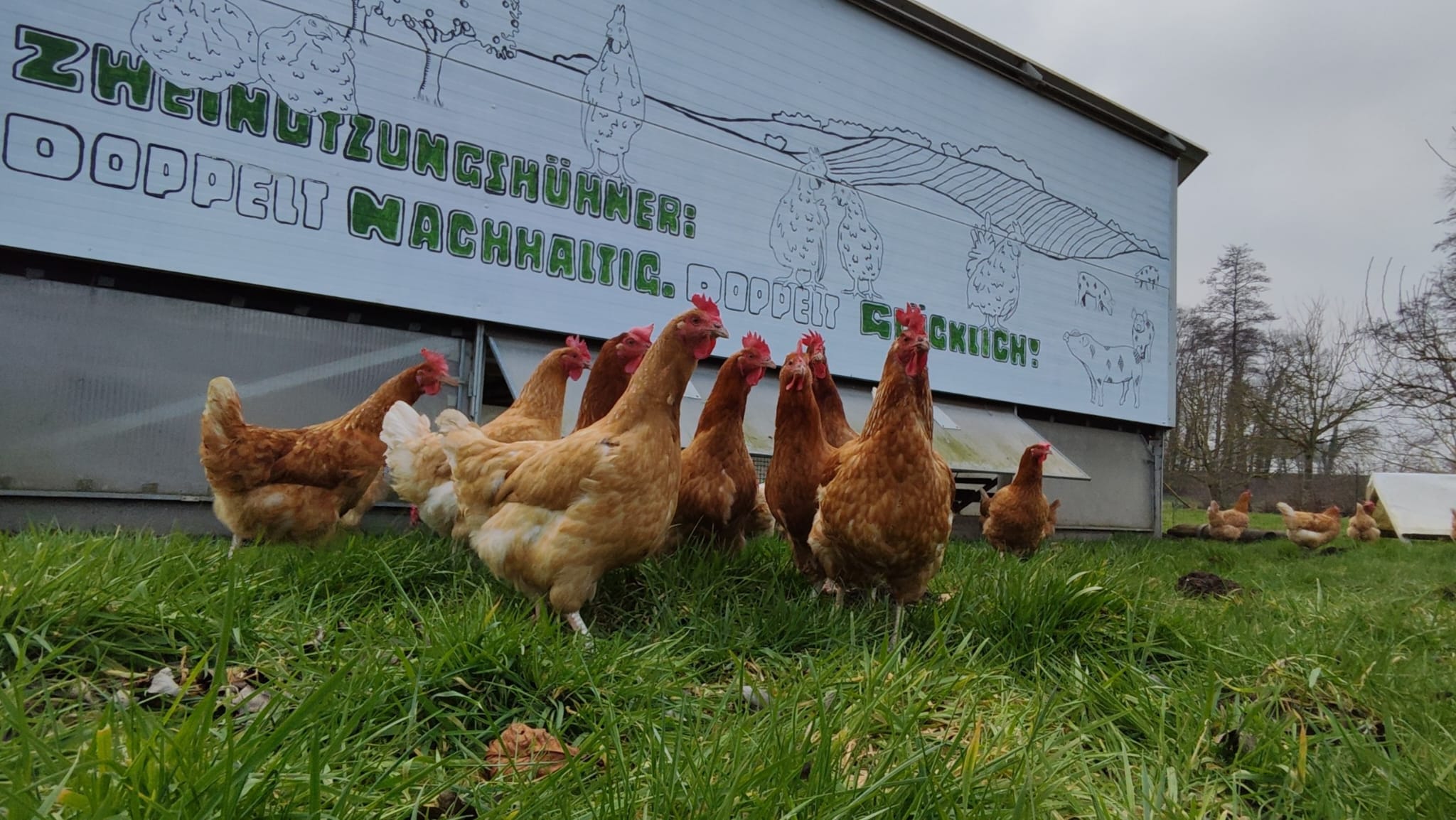 regionale Produkte - Zweinutzungshühner vor dem Hühnermobil - BuschHof - Bioland Hoflädchen in Syke-Osterholz