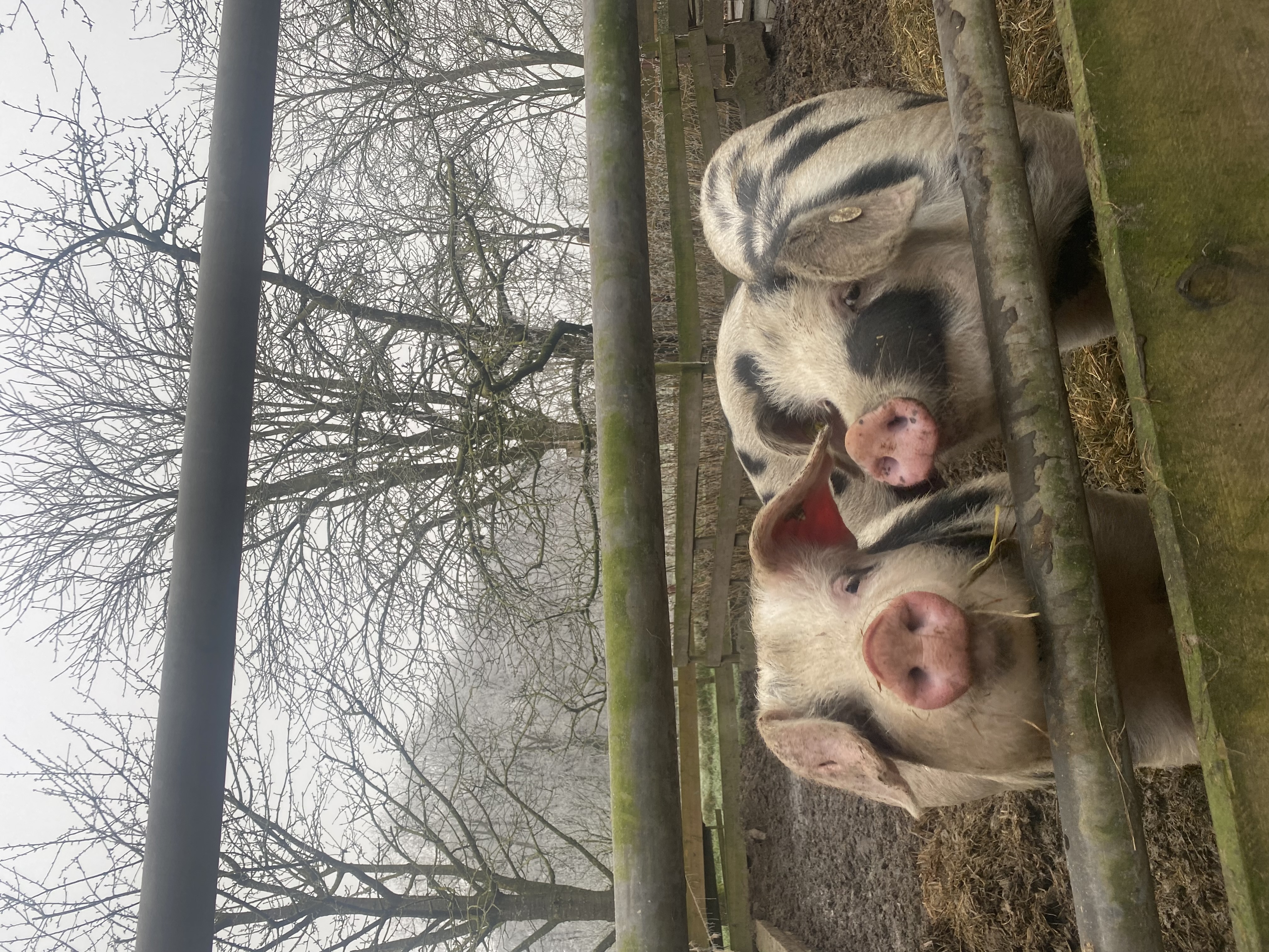 regionale Produkte - Neugierige Schweine - BuschHof - Bioland Hoflädchen in Syke-Osterholz