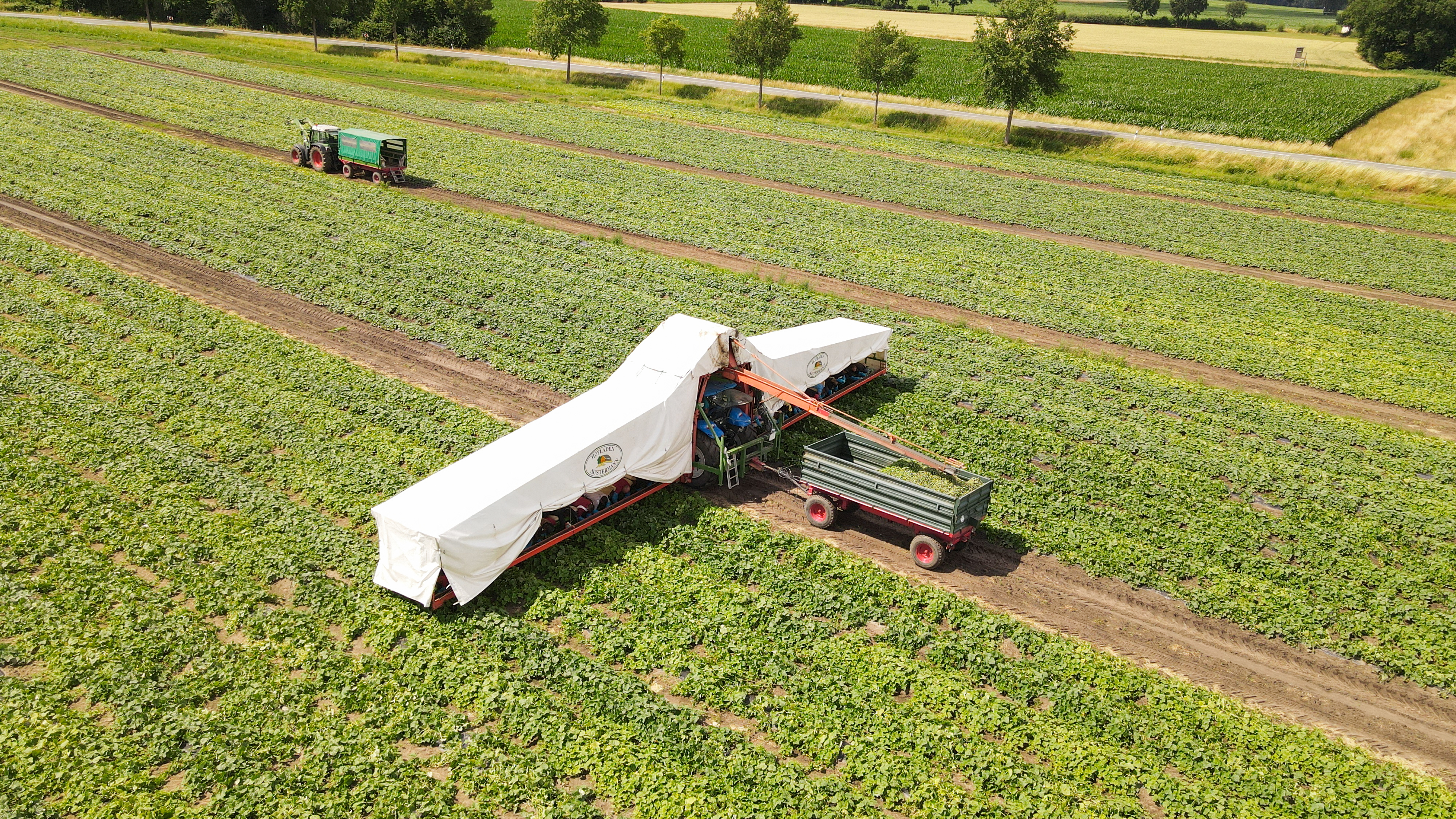 regionale Produkte - Gemüse: Kohl - Warendorf - Hofladen Austermann: Gurkenflieger bei der Arbeit - Hofladen Austermann