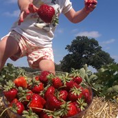 regionale Produkte: Erdbeerparadies Krähenwinkel