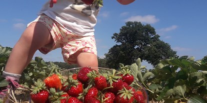 regionale Produkte - Beeren: Erdbeeren - Erdbeerparadies Krähenwinkel