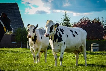 Hofladen: Unsere Kühe - Frischmilchautomat im Edeka Groth