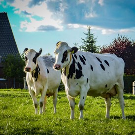 Hofladen: Unsere Kühe - Frischmilchautomat im Edeka Groth
