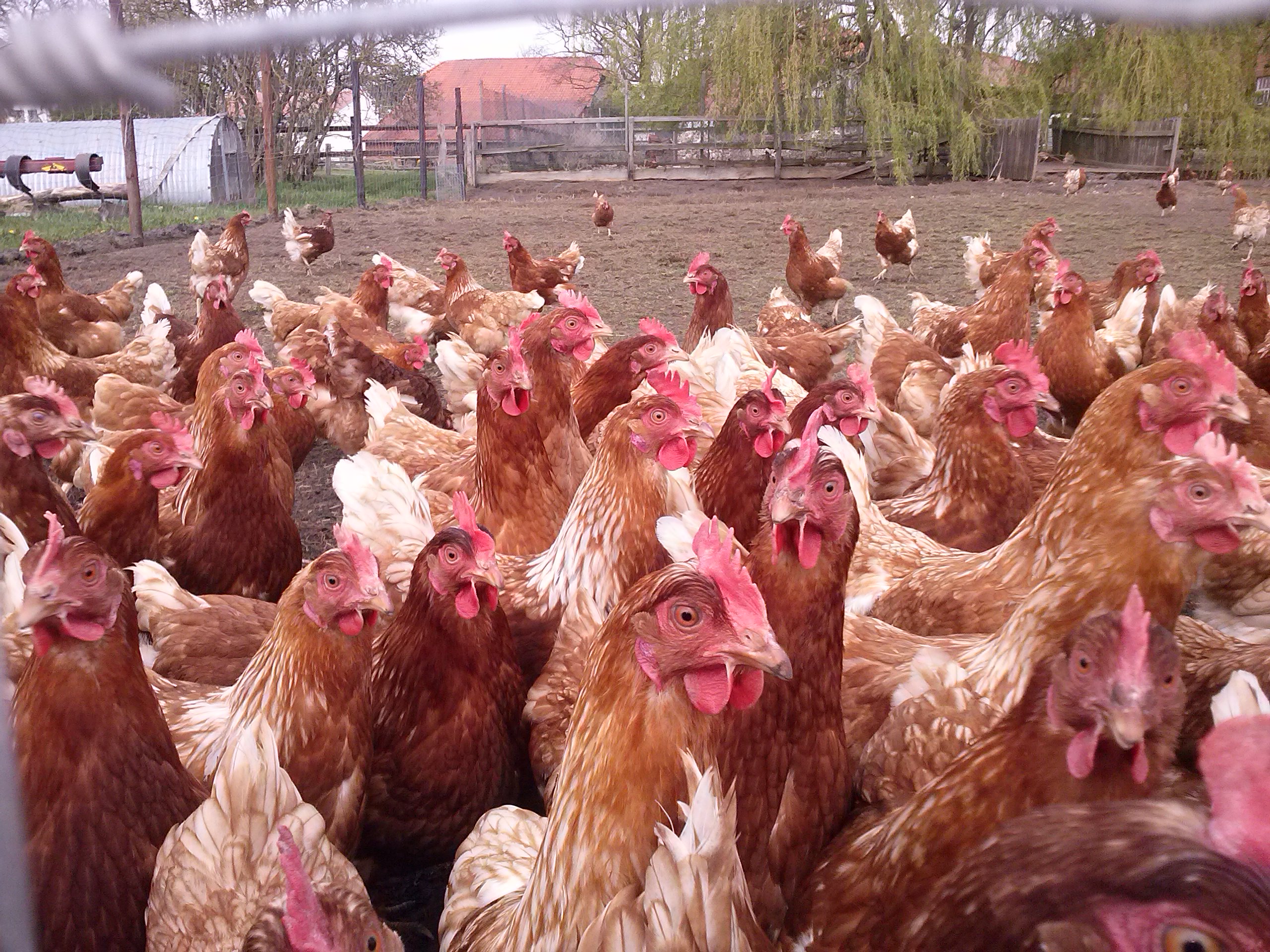 regionale Produkte - Beeren: Erdbeeren - Niedersachsen - Hofladen Früchtenicht