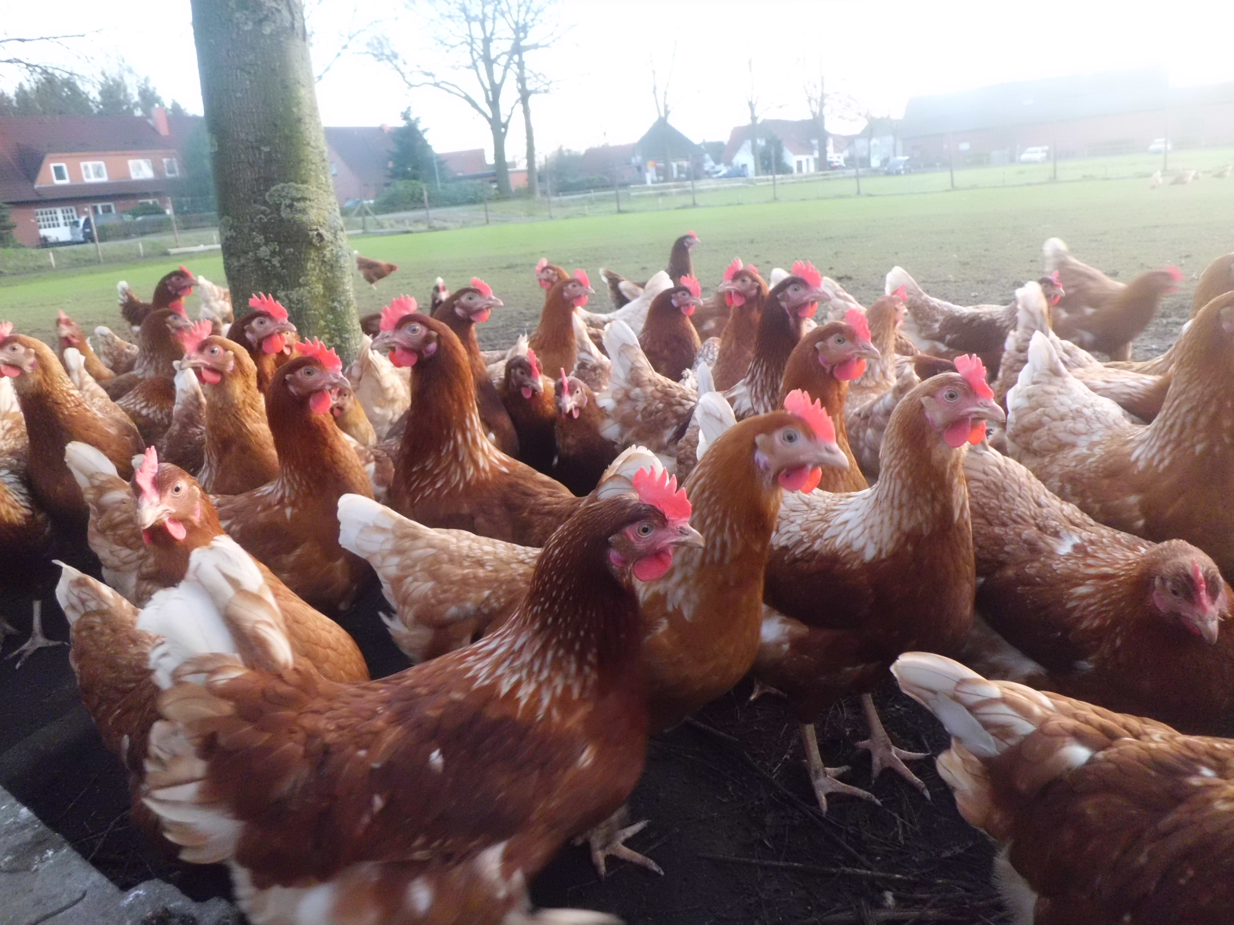 regionale Produkte - Beeren: Erdbeeren - Niedersachsen - Hofladen Früchtenicht