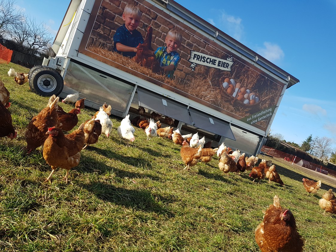 Hofladen: unser Hühnermobil mit 242 Tieren - Templiner Landprodukte