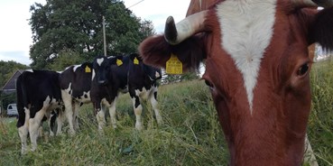 regionale Produkte - Tiere: Rinder - Dörrebach - Unsere Lebensgrundlage - Hof Lehnmühle