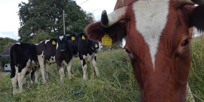 regionale Produkte - Tiere: Rinder - Unsere Lebensgrundlage - Hof Lehnmühle