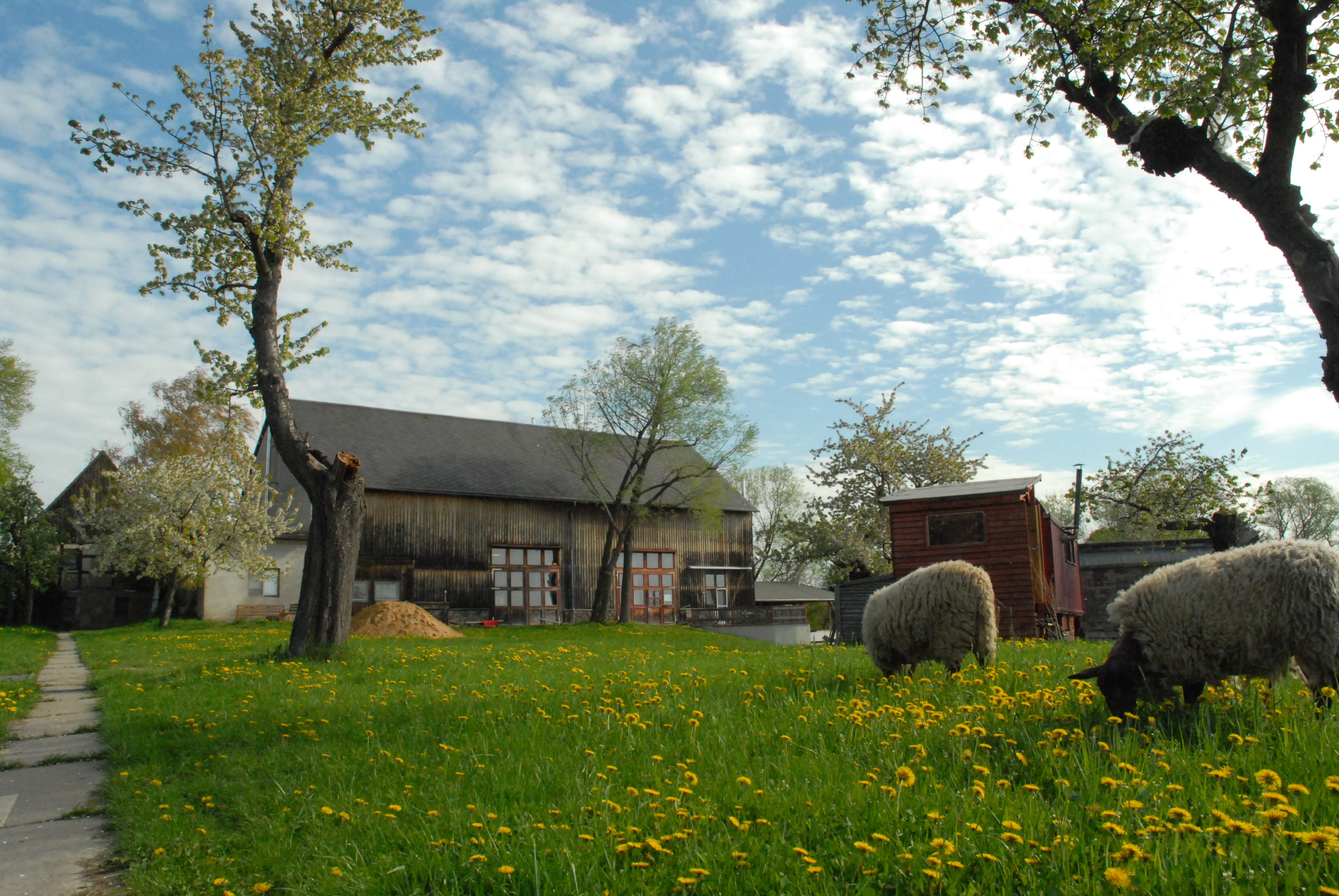 regionale Produkte - Beeren: Himbeeren - Nossen - Schafe auf der Weide im Frühling - Hof Mahlitzsch
