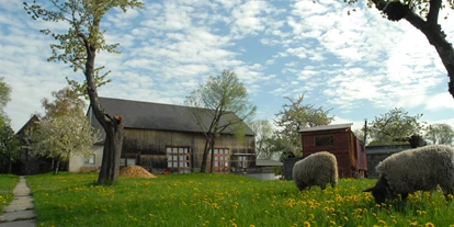 regionale Produkte - Beeren: Stachelbeeren - Schafe auf der Weide im Frühling - Hof Mahlitzsch