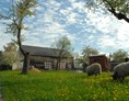Hofladen: Schafe auf der Weide im Frühling - Hof Mahlitzsch