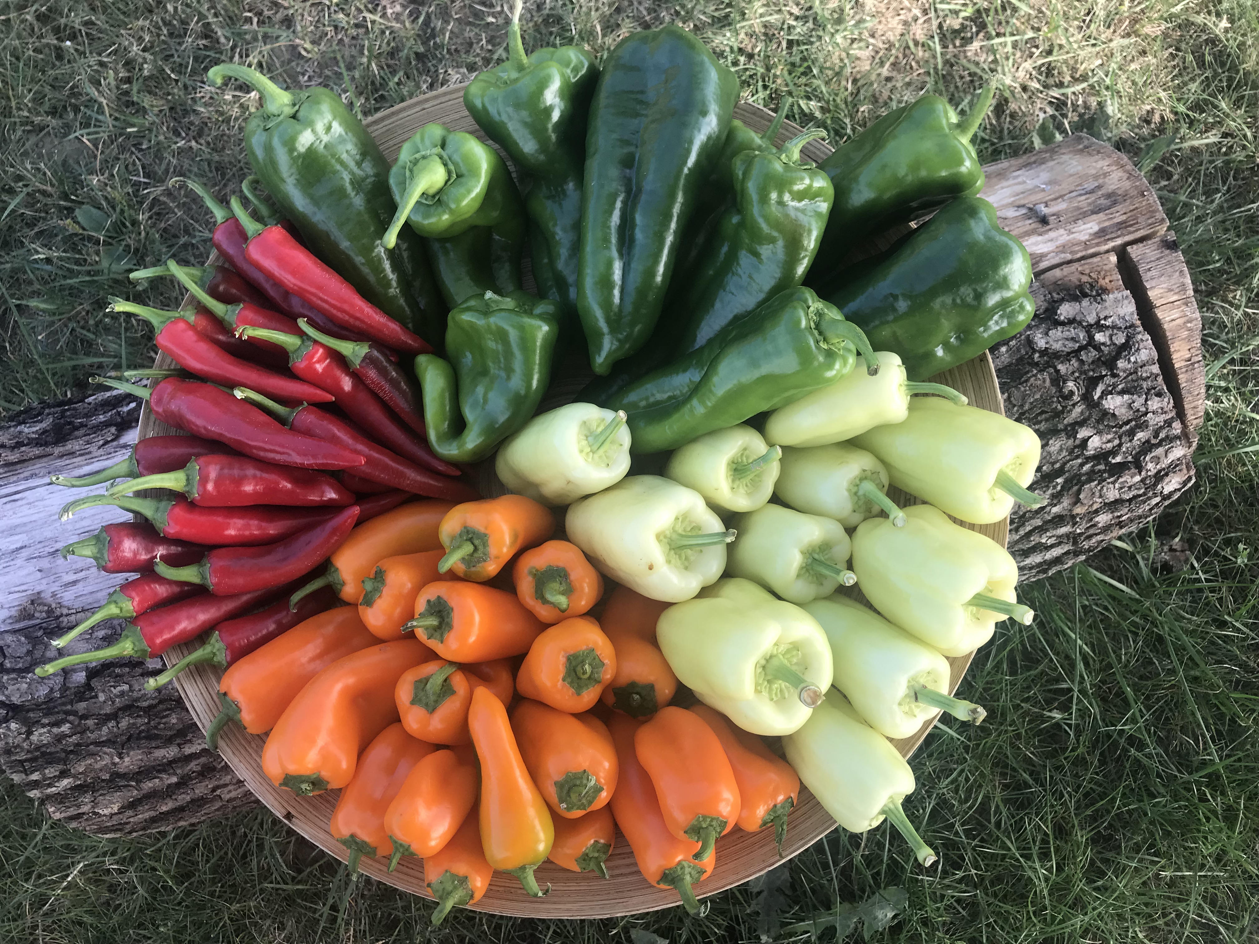 regionale Produkte - Beeren: Himbeeren - Nossen - Unsere Vielfalt: Paprika und Chili aus eigener Ernte - Hof Mahlitzsch