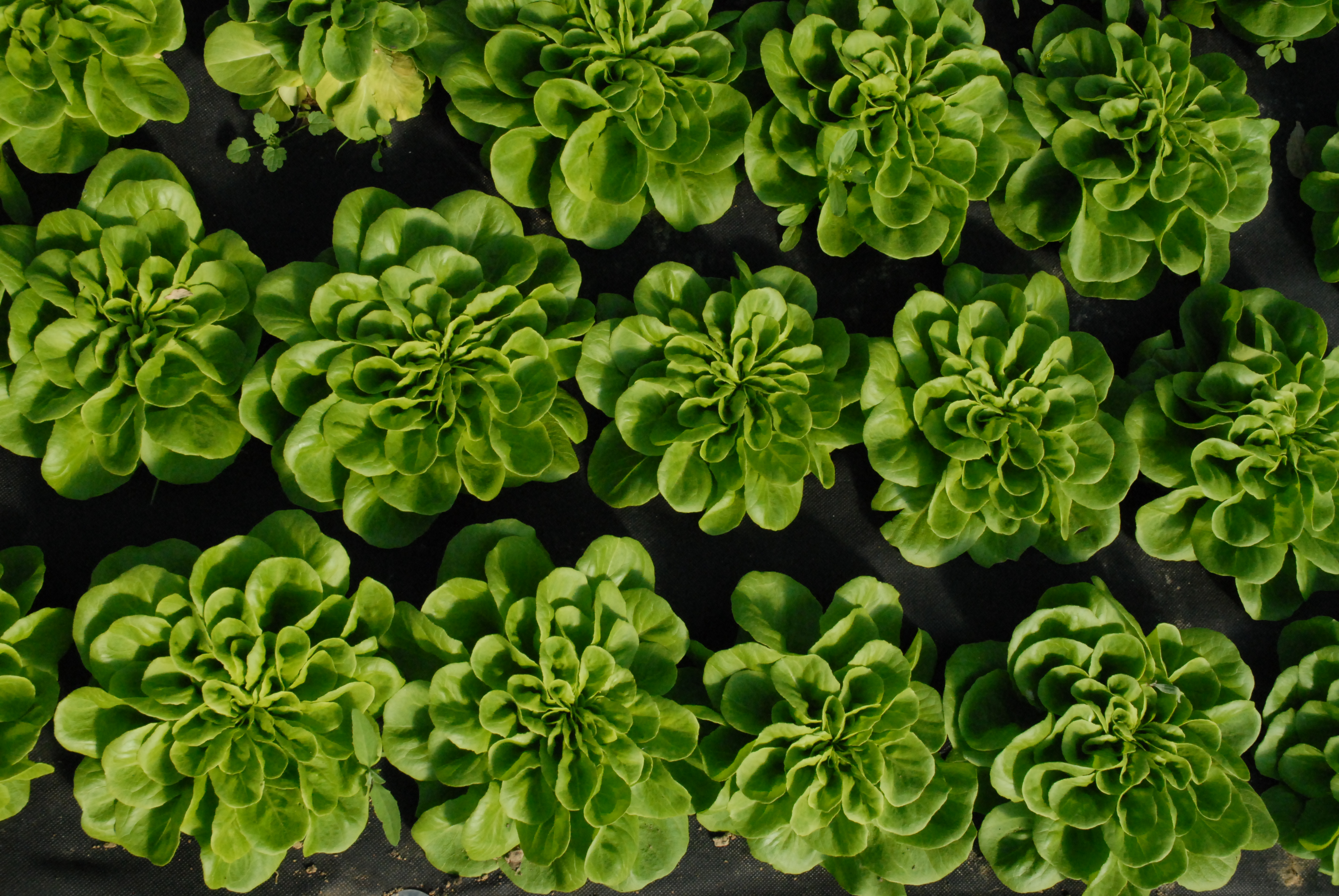 regionale Produkte - Beeren: Himbeeren - Nossen - Feldsalat  - Hof Mahlitzsch