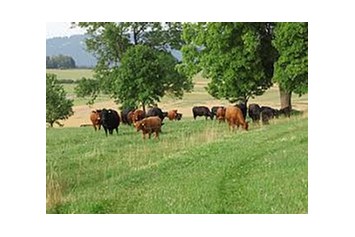 Hofladen: Unsere Mutterkühe auf der Sommerweide - Bredemeier Bauernlädchen