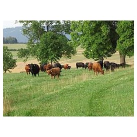 Hofladen: Unsere Mutterkühe auf der Sommerweide - Bredemeier Bauernlädchen