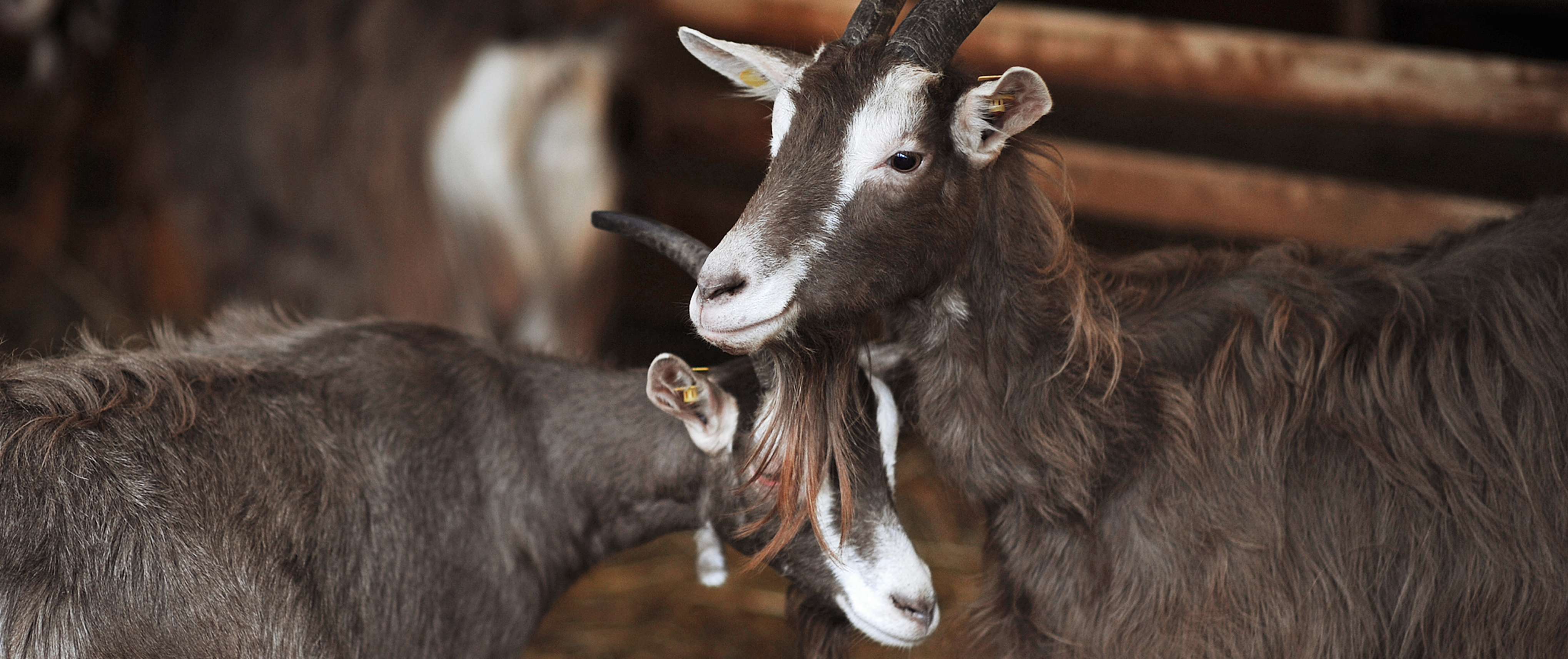 Hofladen: Ziegenhof Gülzer Geißen