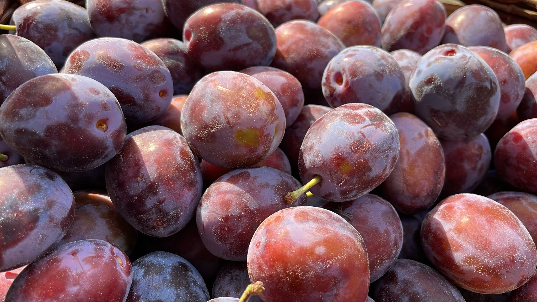 regionale Produkte - Gemüse: Gurken - Deutschland - Vollert´s Hofladen