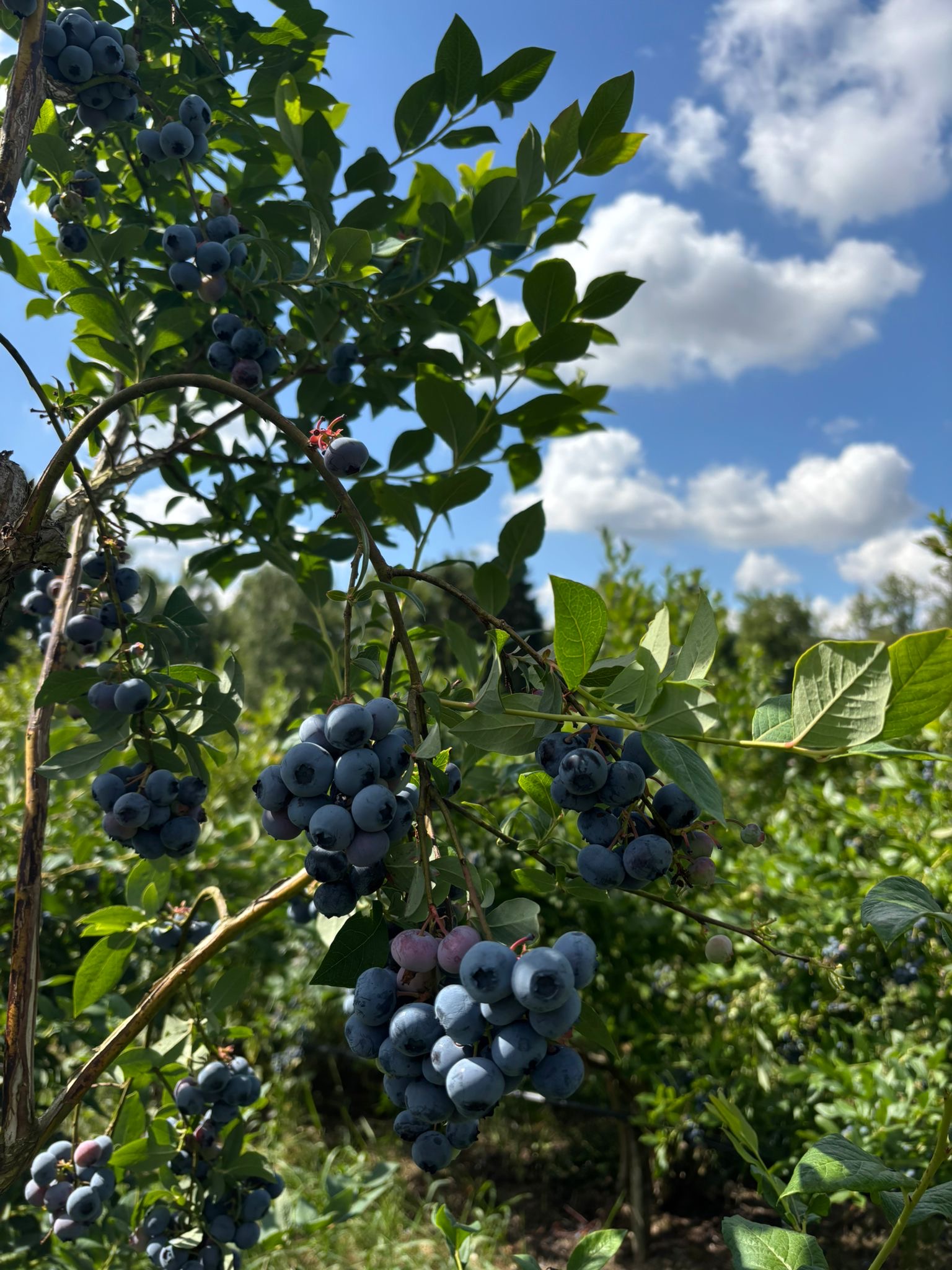 regionale Produkte - Gemüse: Gurken - Deutschland - Vollert´s Hofladen