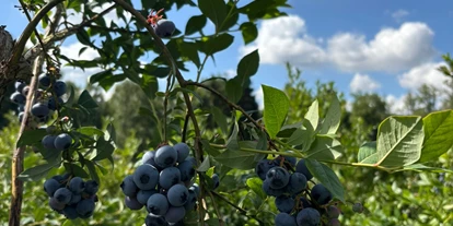 regionale Produkte - Beeren: Stachelbeeren - Vollert´s Hofladen