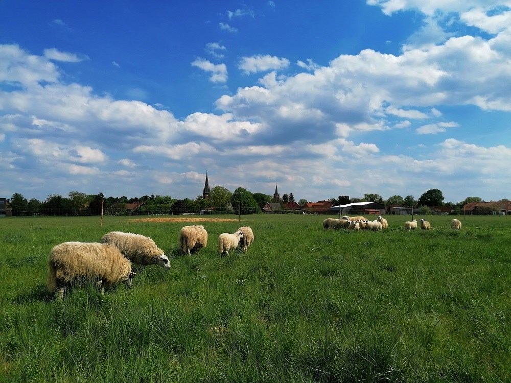 Hofladen: Unsere Schafe - Elbers Hof