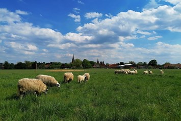 Hofladen: Unsere Schafe - Elbers Hof