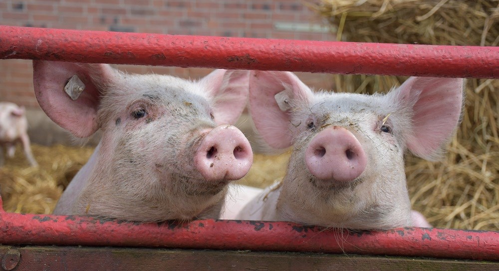 Hofladen: Unsere Schweine - Elbers Hof