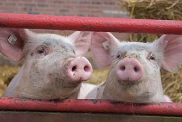 Hofladen: Unsere Schweine - Elbers Hof