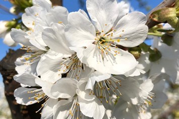 Hofladen: Die schöne Kirschblüte - Obsthof Matthies 