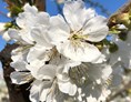 Hofladen: Die schöne Kirschblüte - Obsthof Matthies 