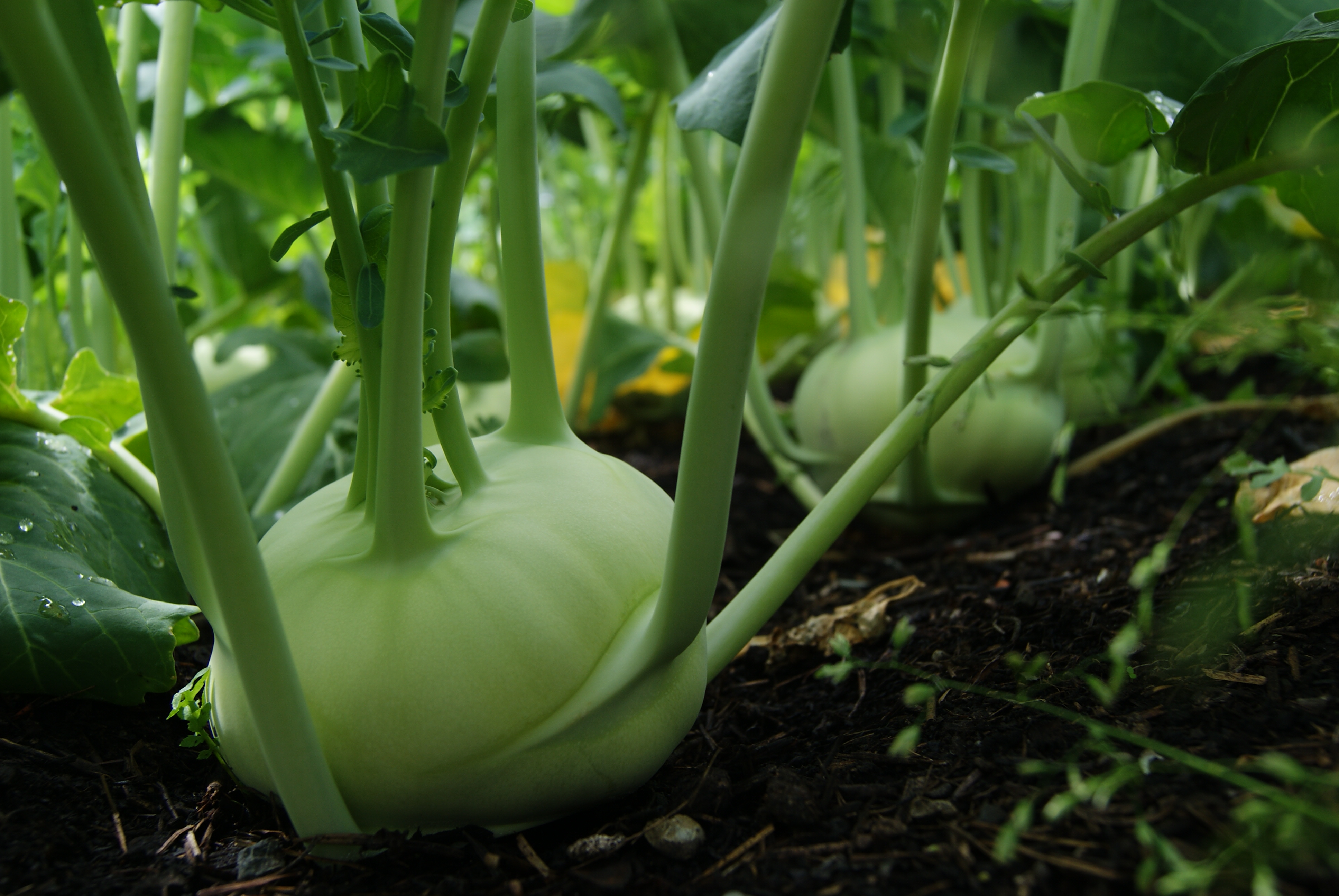 Hofladen: Bio-Kohlrabi aus Eigenbau - Bioland Gärtnerei und Gemüseladen Bayrhof