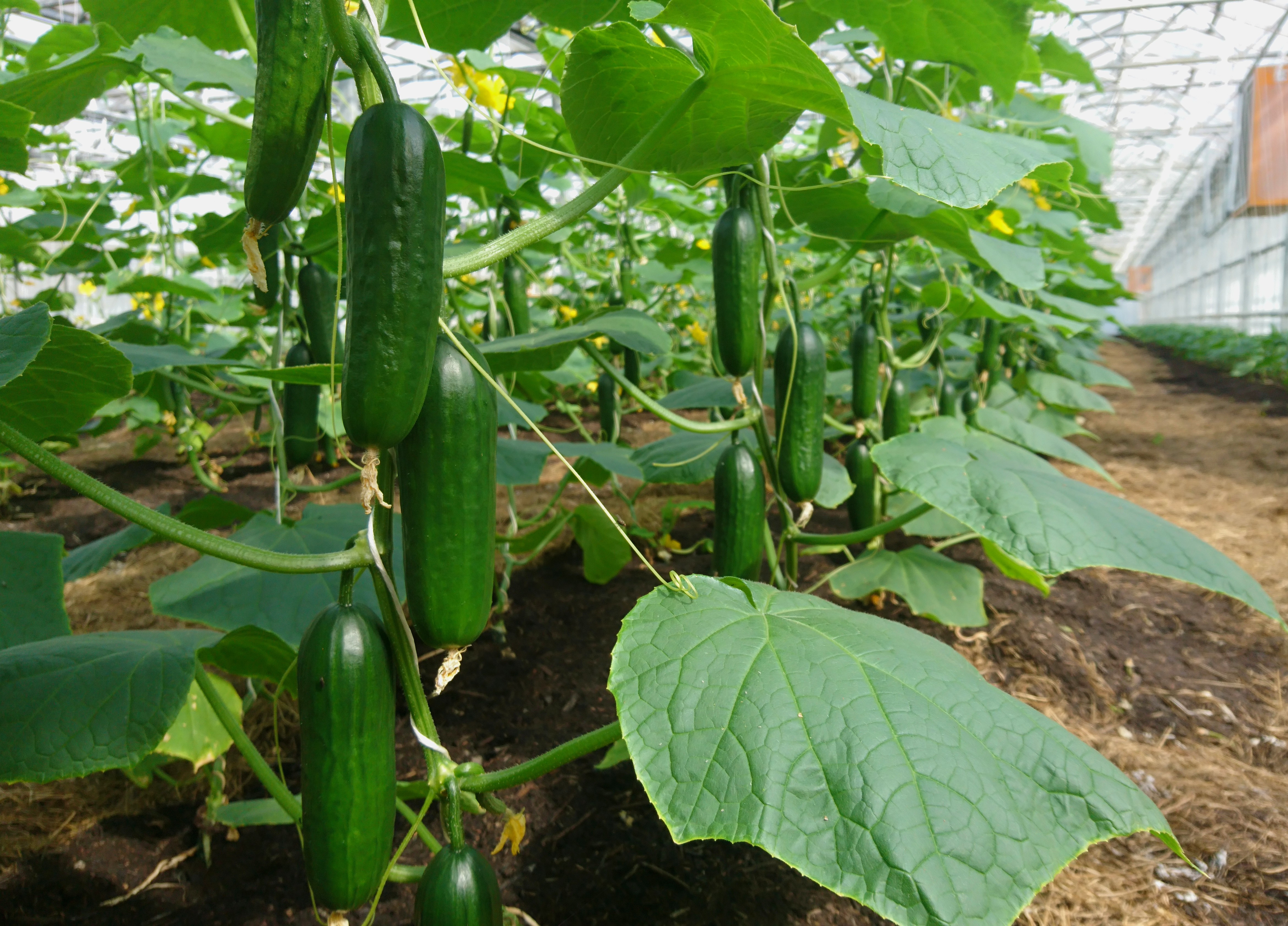 Hofladen: Bio-Gurken aus Eigenbau - Bioland Gärtnerei und Gemüseladen Bayrhof