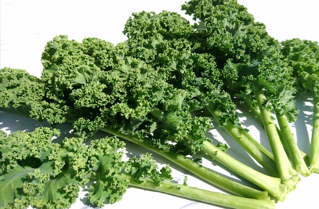 Hofladen: Bio-Grünkohl aus Eigenbau - Bioland Gärtnerei und Gemüseladen Bayrhof