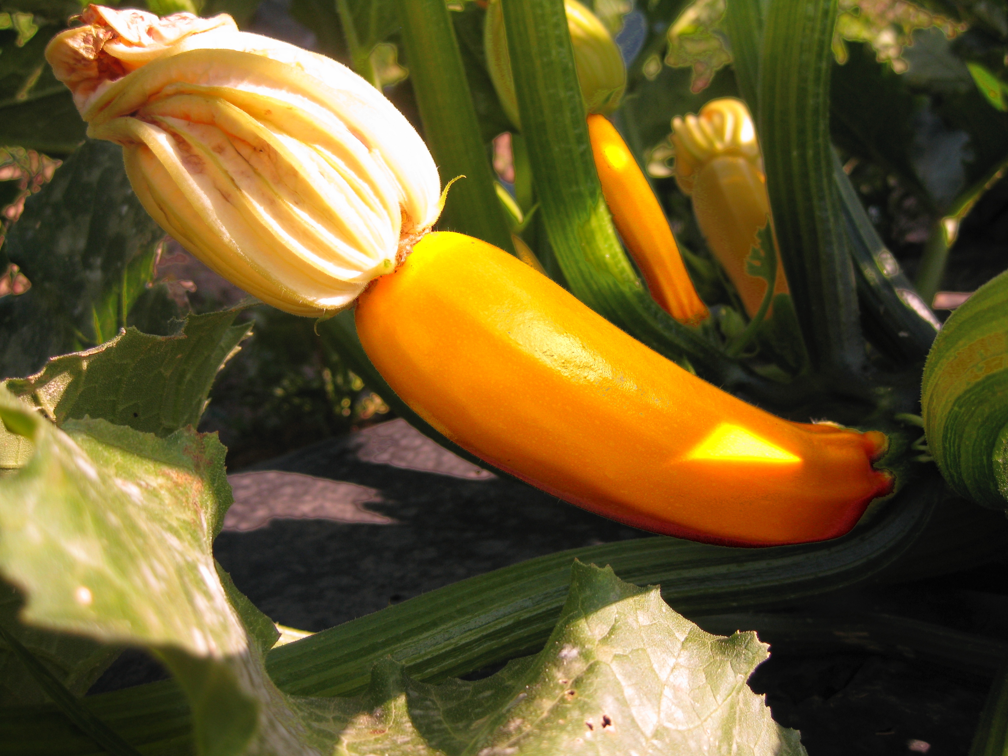 Hofladen: Bio-Zucchini aus Eigenbau - Bioland Gärtnerei und Gemüseladen Bayrhof