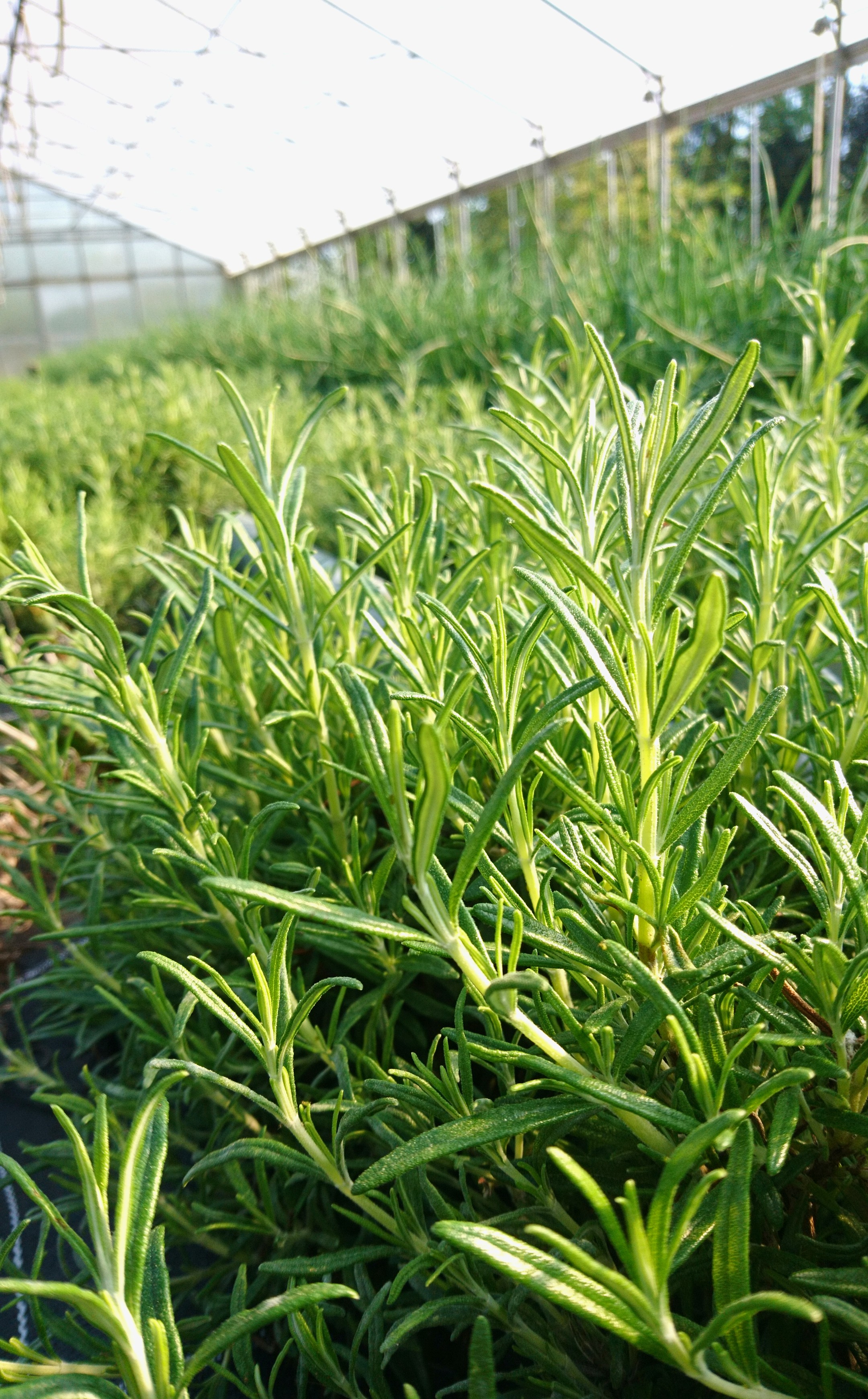 Hofladen: Bio-Rosmarin aus Eigenbau - Bioland Gärtnerei und Gemüseladen Bayrhof
