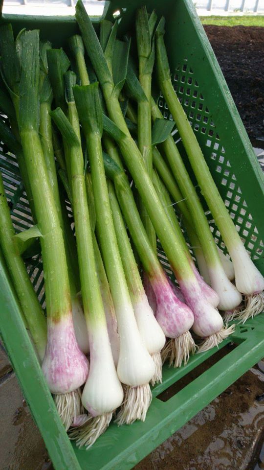 Hofladen: Bio-Knoblauch aus Eigenbau - Bioland Gärtnerei und Gemüseladen Bayrhof