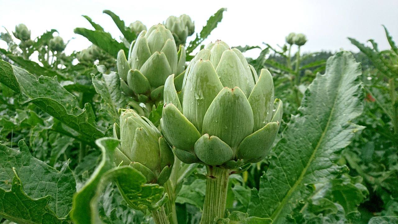 Hofladen: Bio-Artischocke aus Eigenbau - Bioland Gärtnerei und Gemüseladen Bayrhof