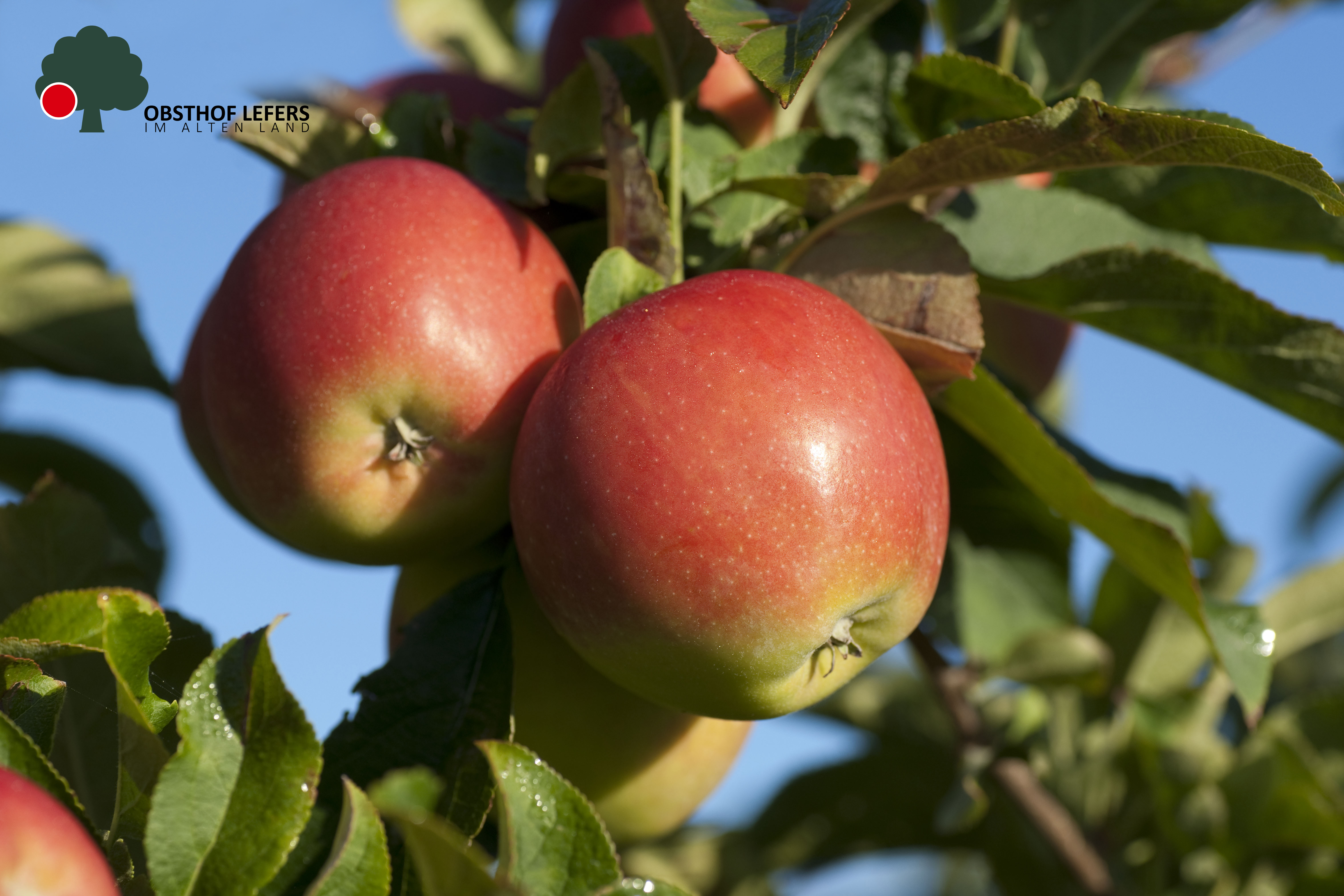 regionale Produkte - Gemüse: Gurken - Deutschland - Obsthof Lefers