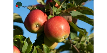 regionale Produkte - Beeren: Stachelbeeren - Obsthof Lefers