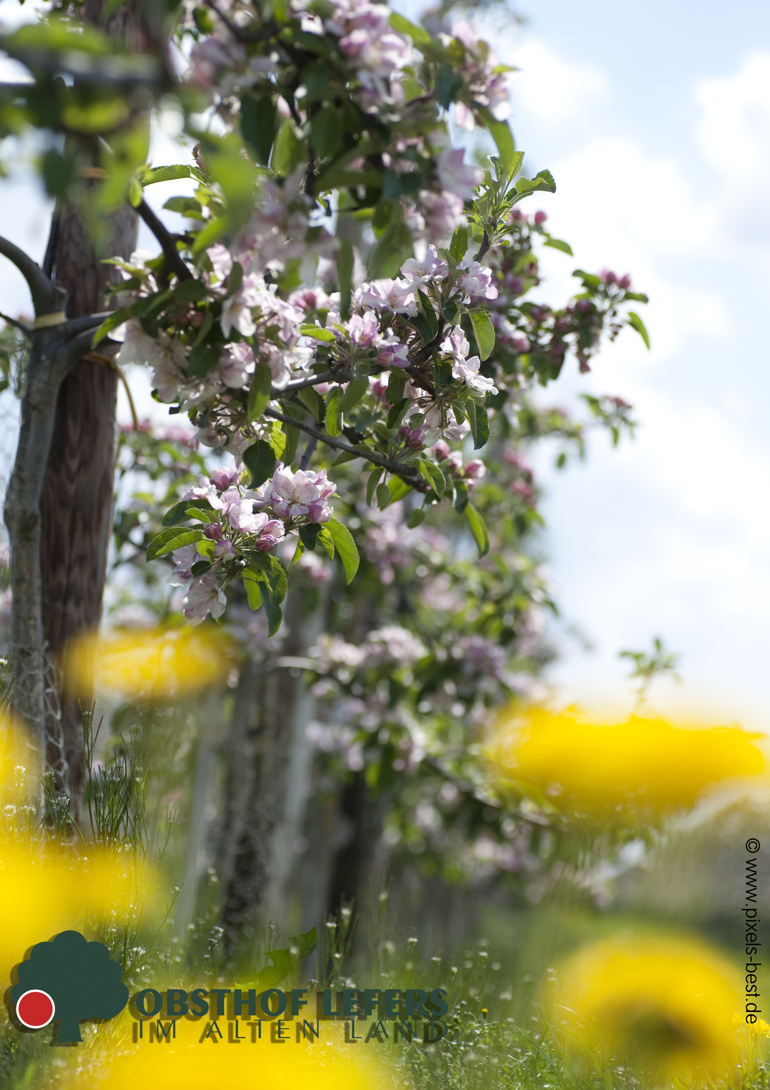 regionale Produkte - Gemüse: Gurken - Deutschland - Obsthof Lefers