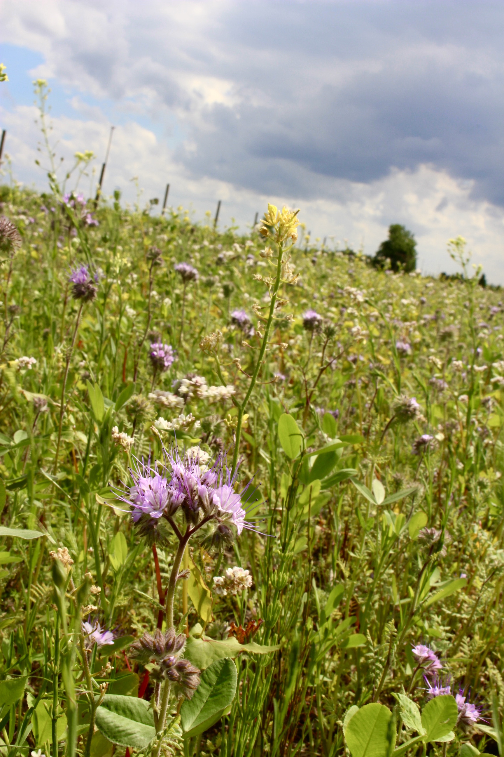 regionale Produkte - Gemüse: Gurken - Deutschland - Obsthof Lefers
