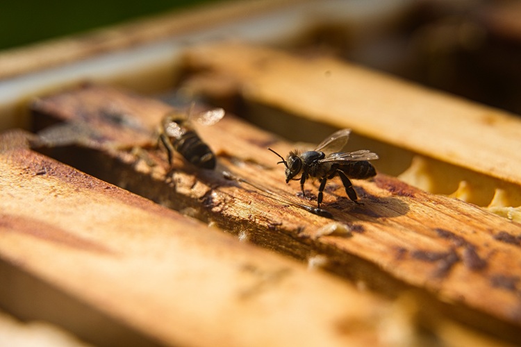 Hofladen: Bienen im Bienenstock - Imkerei Suermann