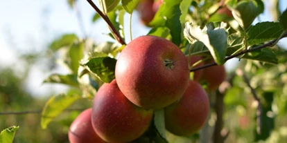 regionale Produkte - Ettlingen - Obsthof Wenz