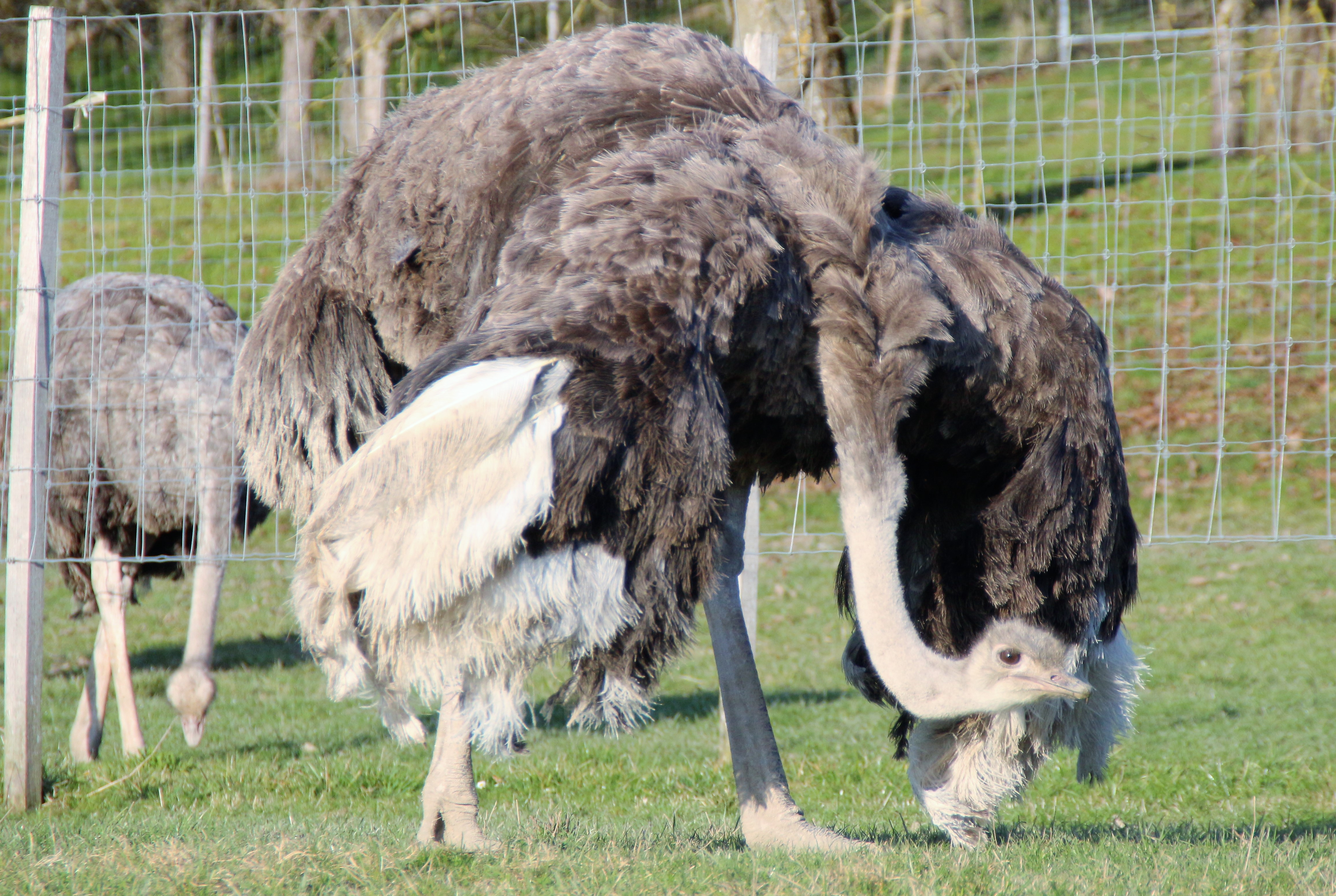 regionale Produkte - Straussenfarm Hegau-Bodensee