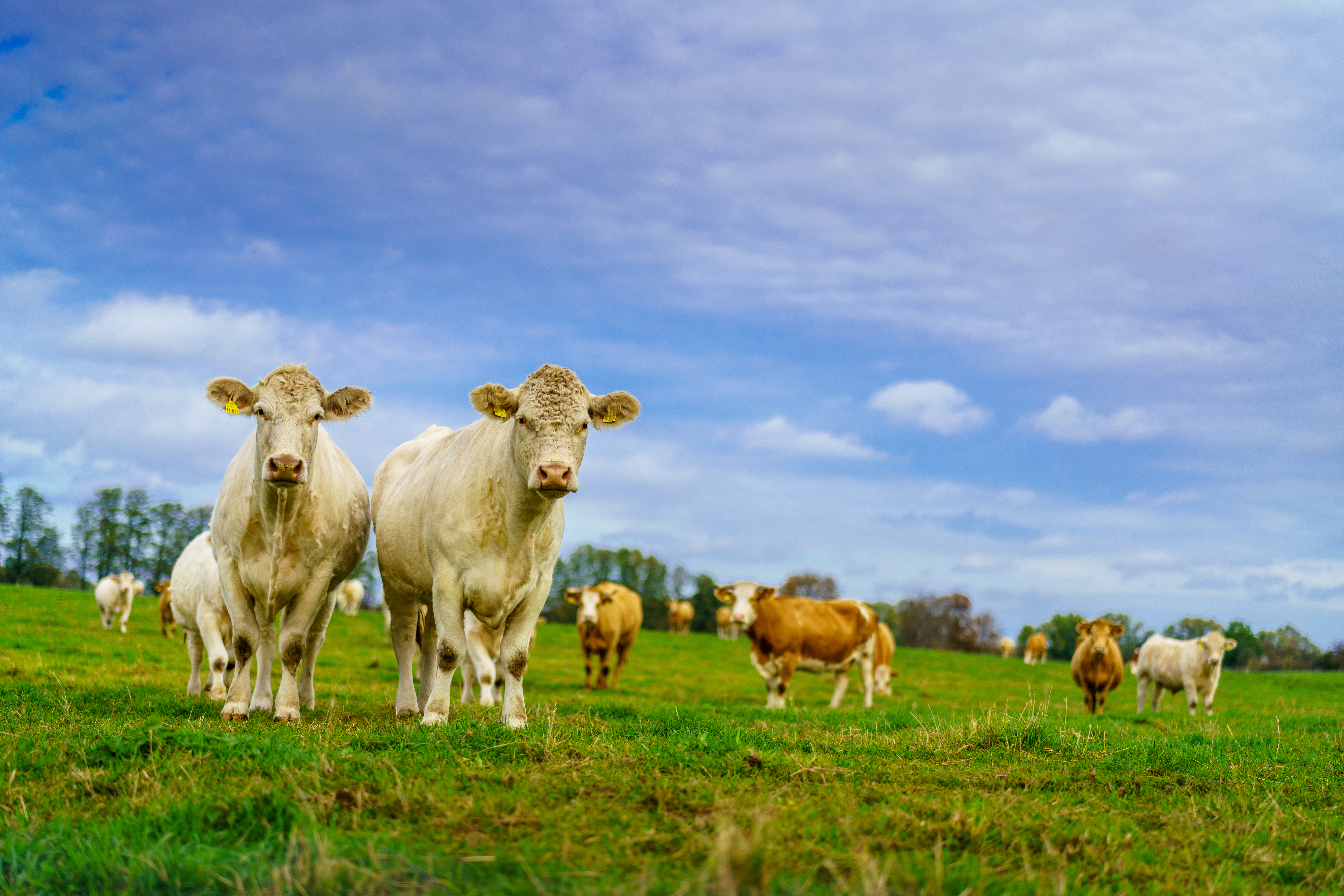 Hofladen: BERGSDORFER WIESENRIND