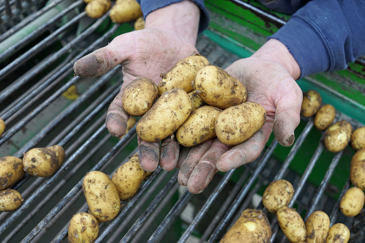 regionale Produkte - Beeren: Erdbeeren - Deutschland - Kartoffeln roden - Stautenhof