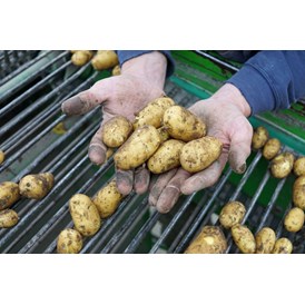 Hofladen: Kartoffeln roden - Stautenhof