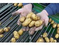 Hofladen: Kartoffeln roden - Stautenhof