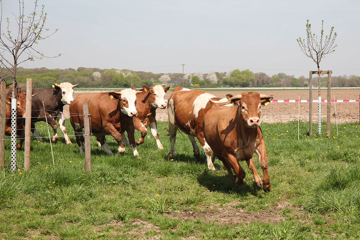 Hofladen: Stautenhof Rinder - Stautenhof