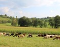 Hofladen: Alpaka Herde in Bühlerzell - Bühlertal Alpakas GbR 