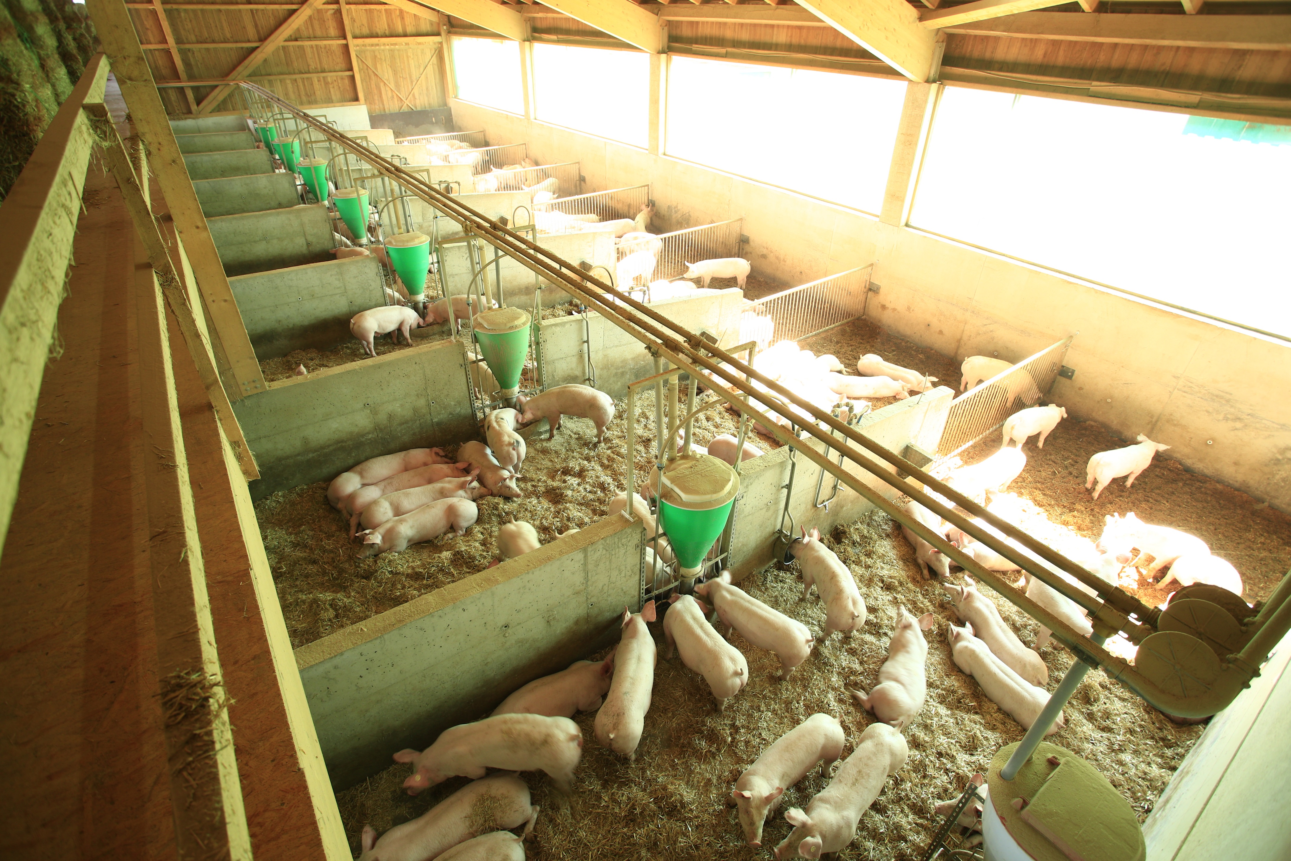 regionale Produkte - Gemüse: Gurken - Deutschland - Körners Hofladen GbR